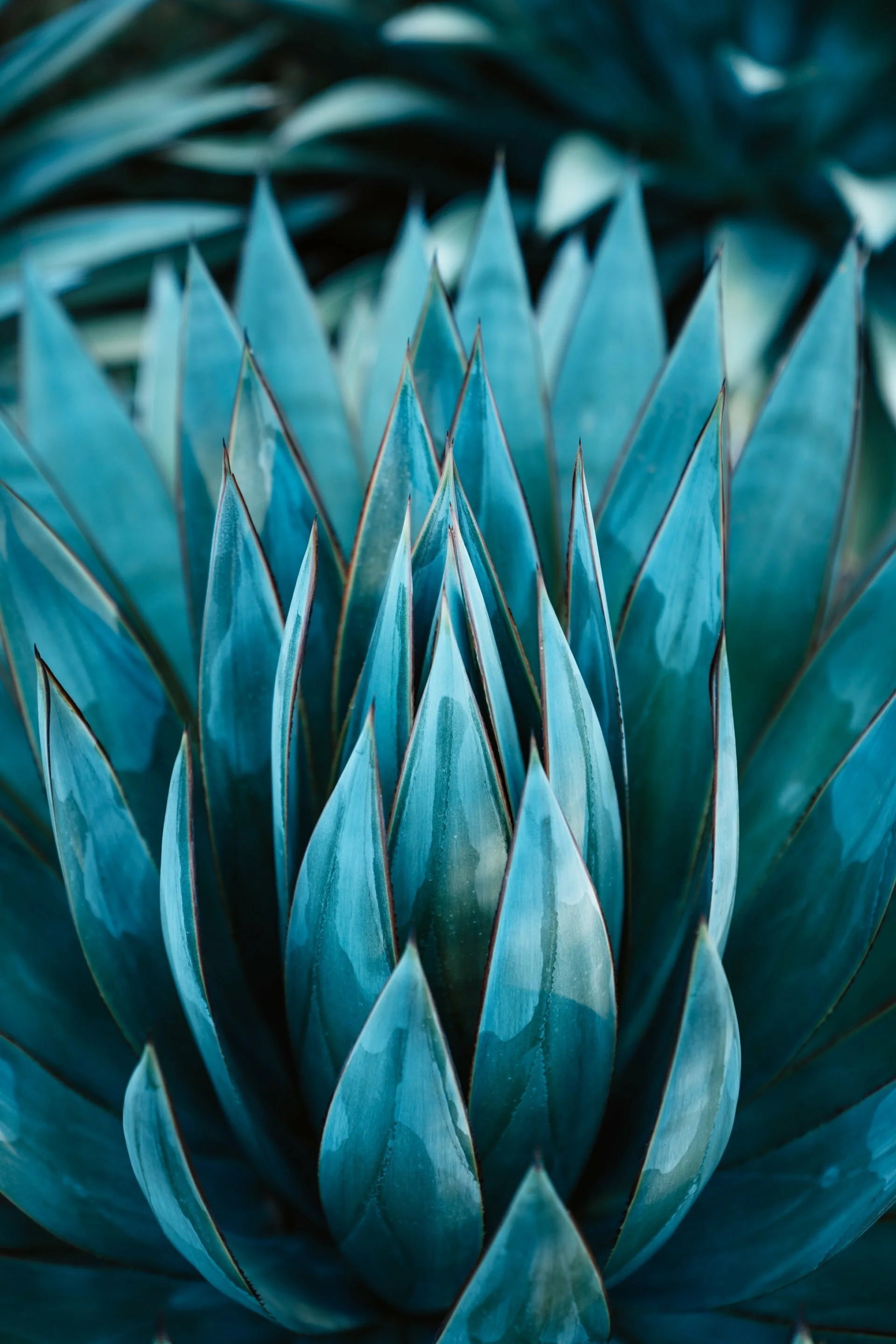 a close up of a plant